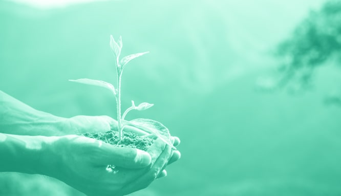 Cuidar medio ambiente con panel solar, hombre sostiene una planta con la mano